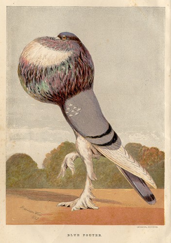 pigeon